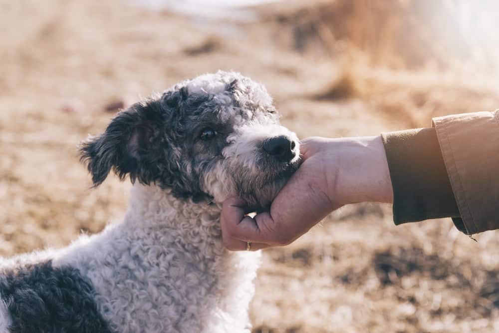 pet helpers